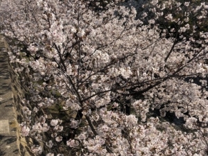 今日も暖かかったですね。